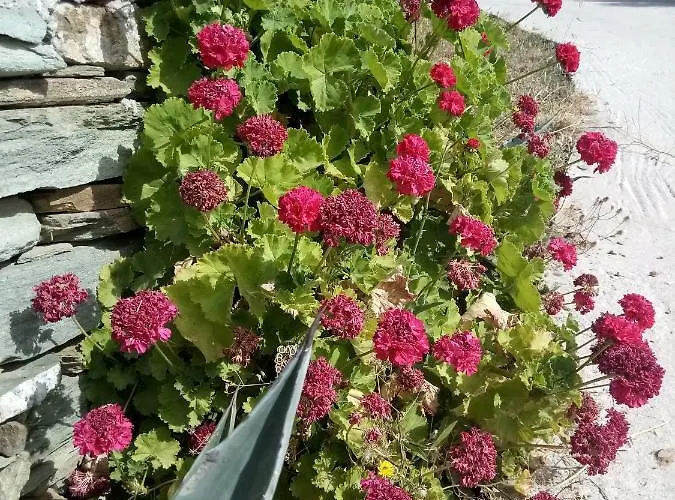 Δωμάτια σε οικογενειακή κατοικία Ateni