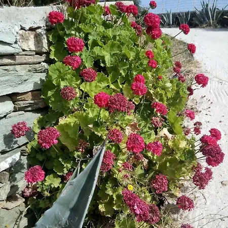 ホームステイ Ateni